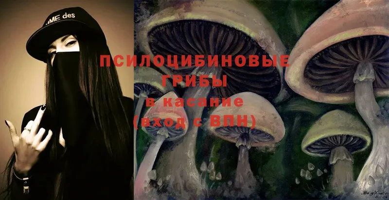 мориарти телеграм  Балей  Галлюциногенные грибы Cubensis 